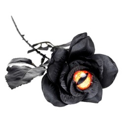 Flor Ojo Naranja de Gato